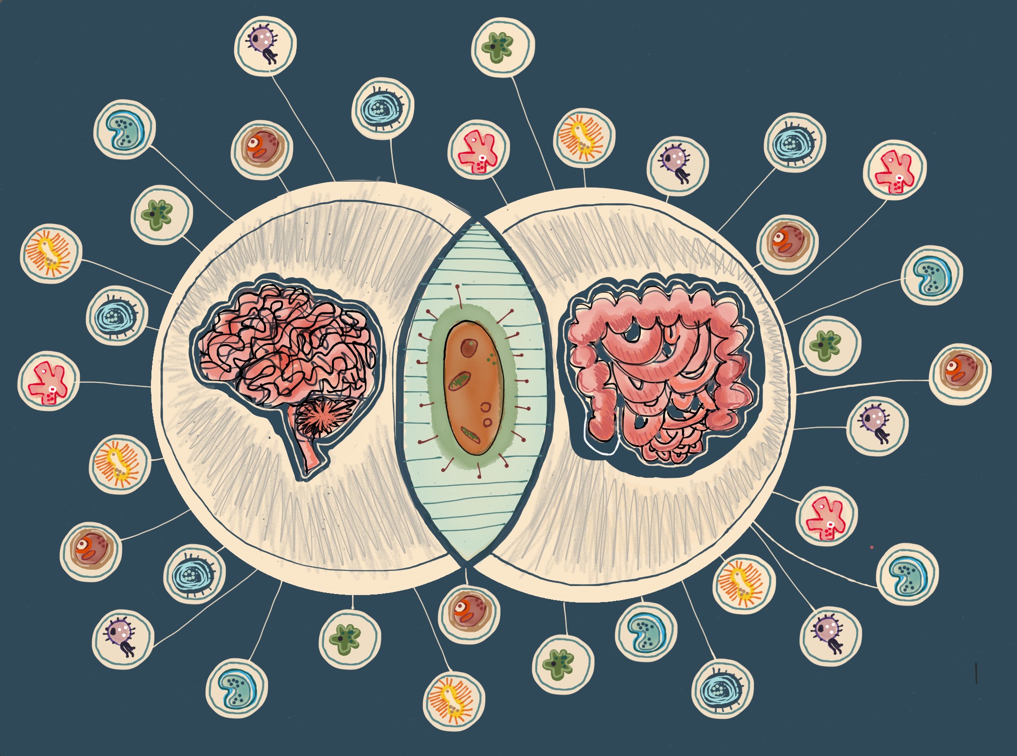 Mikrobiom a układ nerwowy Ostatnie badania, wskazują na pewną korelację między zmianami w składzie mikrobioty jelit, a zaburzeniami psychicznymi, co sugeruje istnienie kluczowych zależności w obrębie osi mózg-jelita-mikrobiota.